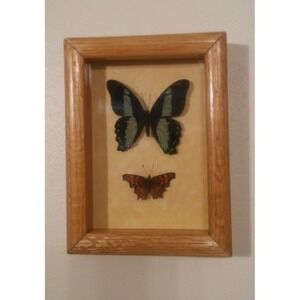 Butterfly Mounts - in 6 x 8" Shadowbox frame